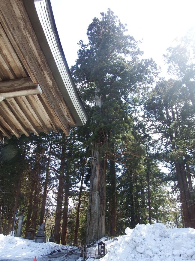 ご神木は負けません。<br />