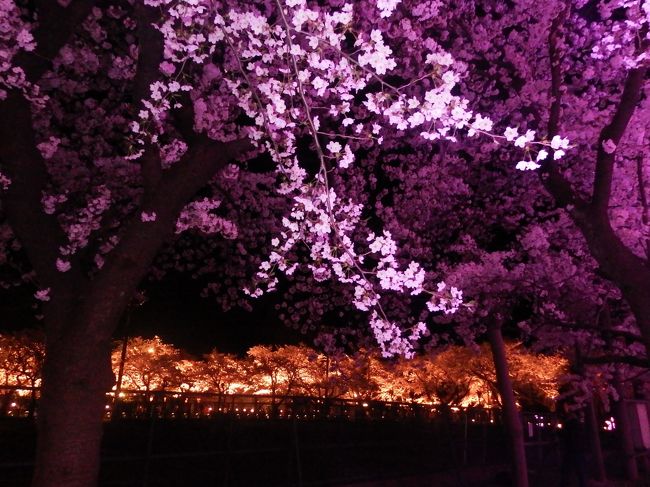 ライトアップの灯の違い