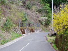 まだ桜が見ごろみたいだったので、夫と娘と一緒に4時過ぎに我が家を出発して、醍醐櫻に着いたのは6時前。

今回は駐車場もすんなり置けて良かった～