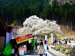 出たっ！これかぁー！
いいじゃん，いいじゃん！
日本三大桜と言われるだけあるねー