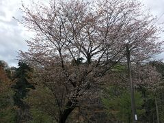 でも若木はまだ咲いているようです。桜の花に見送られて南淡海の国を出発します。10：19。