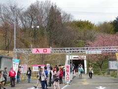 新宿を出発してから約5時間たった12:25頃、三春の滝桜の入り口着。