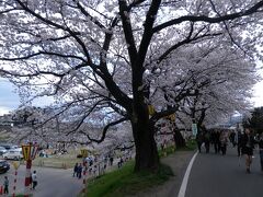 白石川堤一目千本桜。
こちらは見事に満開