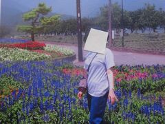 河口湖畔の八木崎公園の綺麗な花々