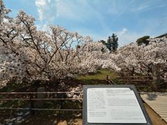 来ました、御室桜です。
木の背が低いのは木の下に硬い岩盤か粘土層があって根がのばせないのが原因だとか諸説あるそうです。
染井吉野と違い目線の高さに広がる桜は圧巻です。