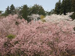 公園の桜の様子はとても綺麗でした。右を見ても、左を見ても桜で桜三昧でした。