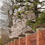 ひとりお花見部 2017②　東山・岡崎・四条河原町で 花より団子、猫、乙女。