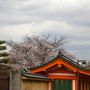 ひとりお花見部 2017②　東山・岡崎・四条河原町で 花より団子、猫、乙女。