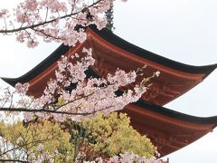 こちらは五重塔と桜のコラボ

海から見えた通り、満開の桜が塔を彩るように咲いていました（＾＾）