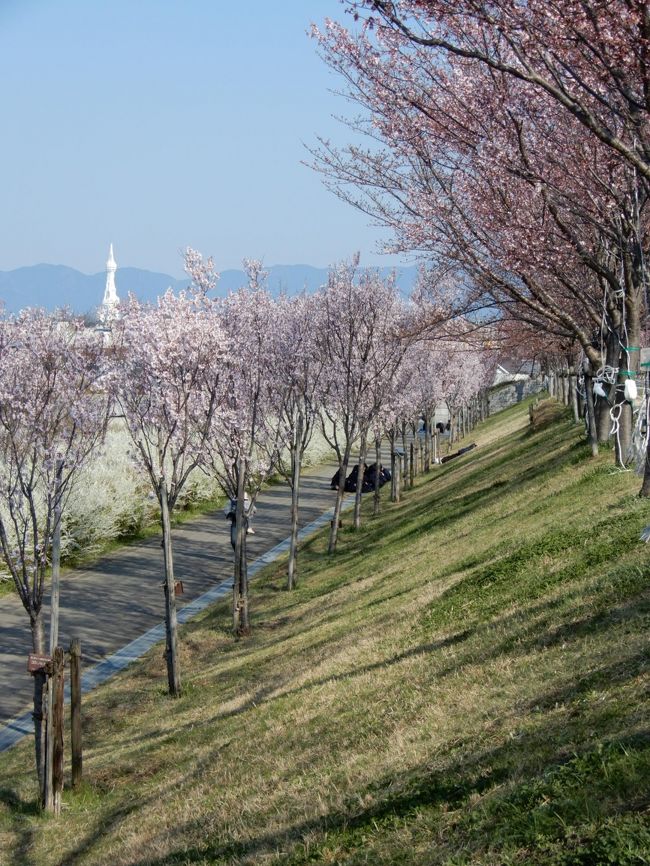 大阪府内で一番に花見ができる 狭山池公園 河南 太子 大阪 の旅行記 ブログ By 豚のしっぽさん フォートラベル