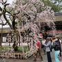 2017年春の京都、桜は遅かったけど楽しめました（法金剛院、左野藤右衛門邸）