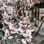 2017年春の京都、桜は遅かったけど楽しめました（法金剛院、左野藤右衛門邸）