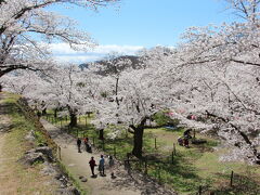 ここの桜も丁度満開・見頃を迎えていました。(^^)/

