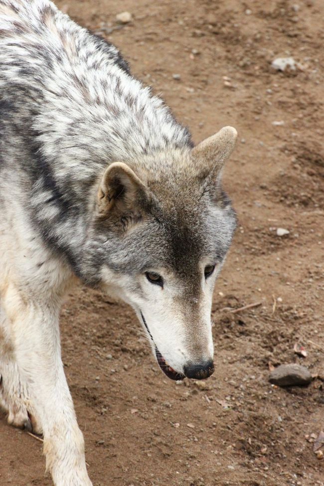 桜開花前の春の秋田レッサーパンダ遠征 ３ 王者の森の猛獣たち 大型動物編 アムールトラとオオカミのまんまタイム見学 大森山動物園が繁殖に取り組む絶滅危惧種のイヌワシも忘れずに 秋田市 秋田県 の旅行記 ブログ By まみさん フォートラベル