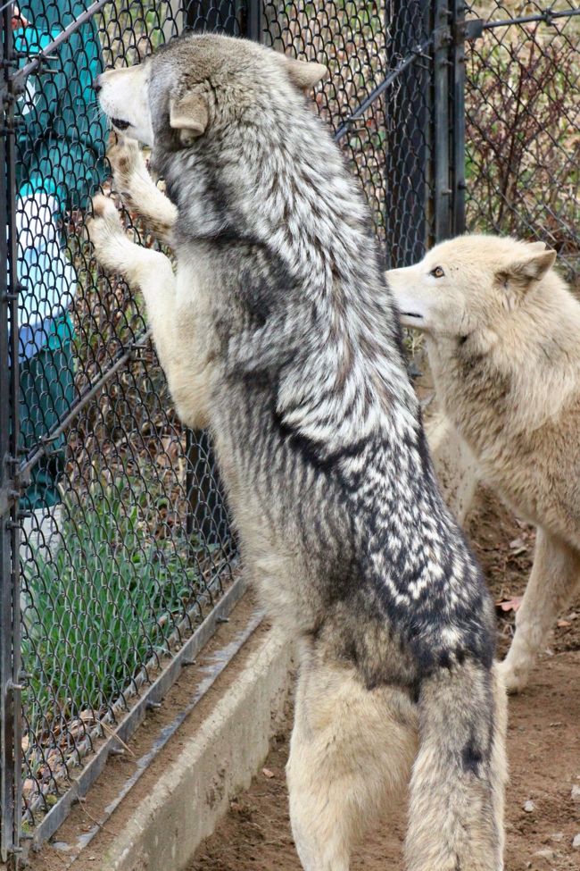 桜開花前の春の秋田レッサーパンダ遠征 ３ 王者の森の猛獣たち 大型動物編 アムールトラとオオカミのまんまタイム見学 大森山動物園が繁殖に取り組む絶滅危惧種のイヌワシも忘れずに 秋田市 秋田県 の旅行記 ブログ By まみさん フォートラベル