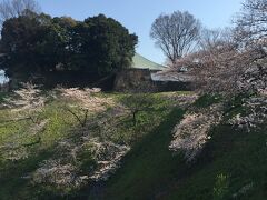 4／４
昨年は、満開の桜を見逃してますので、今年こそはと、千鳥ヶ淵へ早々と出かけました。桜と石垣とお堀の競演が大好きな千鳥ヶ淵です。
いつものように、九段下から階段をトントンと登り、田安門から、北の丸公園に入ります。
ちょっと早かった。
咲き始めた桜でしたが、その後天候不良が続き、満開はまだ先のようです。

