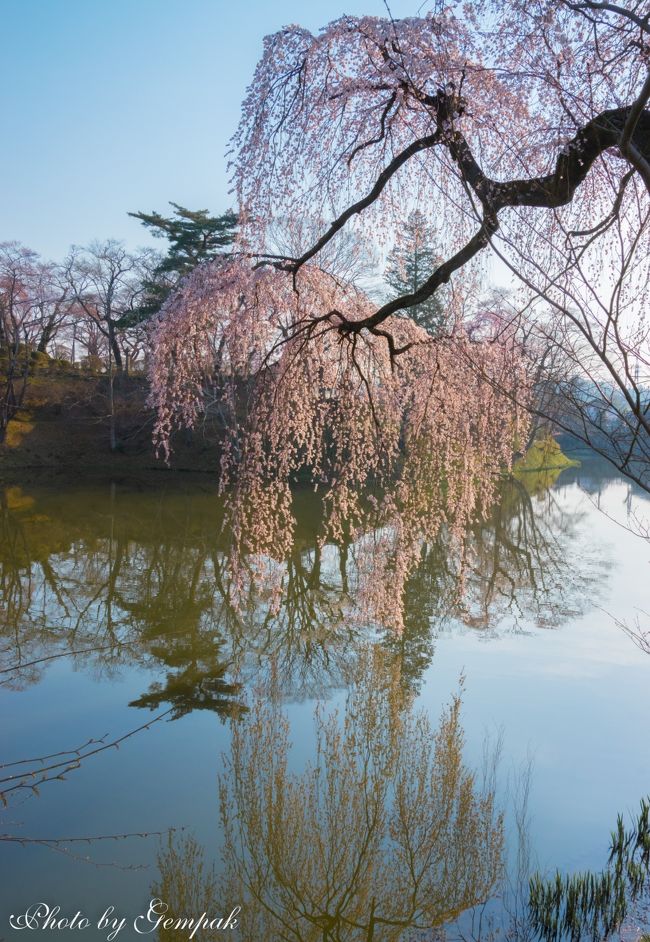 福島県南の桜巡り ～花園の枝垂れ桜、棚倉城跡の桜、戸津辺の桜