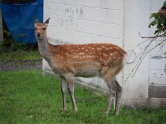 ツアーを終えてぬかびら源泉郷を散歩していると鹿に出合いました。畑を荒らすことなどから、追い払われていました。3頭ほどの群れでした。