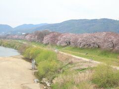 見えてきました、最初の目的地、背割堤。
美しいピンクの帯がずーっと奥まで続いています！

関西で人気ナンバーワンの桜スポットだという説もあるそう。
知ったのがつい最近で、今回初めてやってきました。