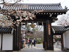 この日、桜が見ごろだったお寺のひとつ、本満寺です。