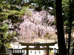 麻績の里(おみのさと) 舞台桜