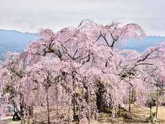 麻績の里(おみのさと) 舞台桜

旧座光寺小学校前に有る桜で、推定樹齢350年。
花びらが5～10枚の珍しい桜で、ここでしか見られない。