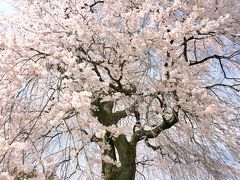 石塚桜