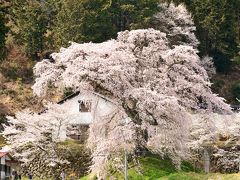 石塚桜