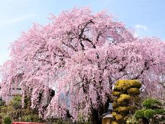 黄梅院の紅しだれ桜 

飯田市美術博物館へ行く途中、色濃い桜が目に入りました。
推定樹齢 400年　赤みの濃い花のしだれ桜です。