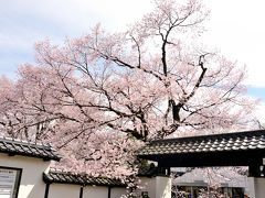 飯田市美術博物館

門前の桜