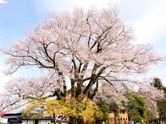 安富桜