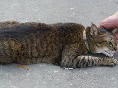 2/3
ハジャイ駅に着くとネコ。
今度はしっかり調べてタイ語でハジャイ駅と伝えました。
「ハジャイ、サターニー、ロットファイ」兎に角通じました。
本当に駅前で降ろしてくれます。