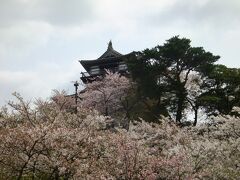 　京福バスの一日フリー切符を1000円で購入し、福井駅から京福バスで30分ほどの丸岡城へ。一応4年前にも行ったので、お城自体には入りませんでしたが、現存12天守閣のうちの一つで、日本最古の城とも言われています。桜の名所でもあるのですが、今年の桜は例年より遅いとはいえソメイヨシノはさすがに終盤で、かなり散ってしまっていました。