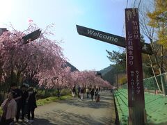 　竹田の里しだれ桜祭りに行ってみました。満開までもう少し、七分か八分咲くらいです。ピンク色の花がきれいです。