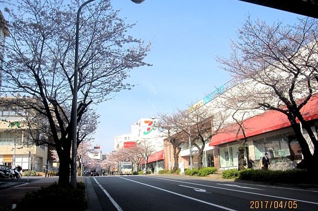 たまプラーザ駅前桜並木再生計画 17年春の開花状況 港北 長津田 青葉 神奈川県 の旅行記 ブログ By 元カニ族さん フォートラベル たまプラーザ駅前桜並木再生計画 17年春の開花状況 港北 長津田 青葉 神奈川県 の旅行記 ブログ By 元カニ族さん フォートラベル