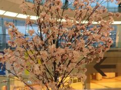 今日は久々に第二ターミナルです。
桜を飾ってました。