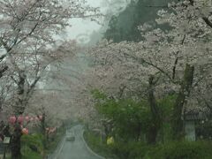 大井川に沿って北上する国道を走り続けると、、、
桜の名所「桜のトンネル」に到着！

ここは道路を覆うように桜が咲き誇っているのです
まだ満開ではなく8分咲きといったところでしょうか？