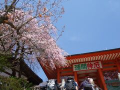 枝垂桜が満開でした。