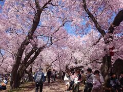 桜が満開の高遠城址公園（入園料500円）