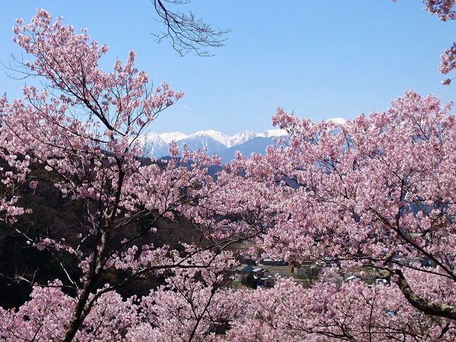 アルプスも絶景 高遠さくら祭り 辰野 箕輪 高遠 長野県 の旅行記 ブログ By Mondoさん フォートラベル アルプスも絶景 高遠さくら祭り 辰野 箕輪 高遠 長野県 の旅行記 ブログ By Mondoさん フォートラベル