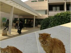 ドブロブニクの宿泊ホテルに到着です。

入口辺りで出迎えてくれた猫ちゃん(ФωФ)

ちょっと警戒している？？