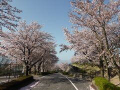 笛吹川フルーツ公園の駐車場に向かう道はまだ桜が見頃でした。
