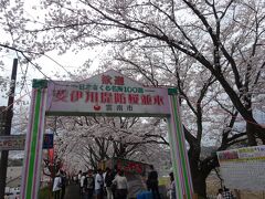 ４月８日去年も紹介した木次桜祭り
三刀屋とはすぐ近くですからこの時期ソメイヨシノは両方でお腹いっぱい桜が楽しめます！