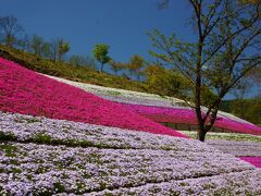 まずやって来たのはヤマサ蒲鉾さんです。

芝桜が見頃のようです。

「芝桜の小道」と呼ばれる芝桜が広大な敷地に広がります。

場所は、姫路市のほぼ中央部で圓教寺さんの北側です。南側からアクセスする方が多くて、自分は北側からアクセスしたのですが、すぐに入り口の分岐まで到着しましたので、南側からの方も通り過ぎるような形で一つ北側の清水橋を渡って、アクセスしてみてください。