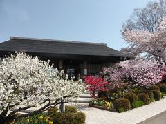 釈迦堂遺跡博物館の前には色とりどりの桃の花と桜が咲いています。少し標高が高いのでちょうど見頃でした。
