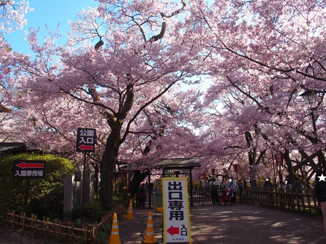 光前寺 高遠城址公園の桜17 駒ヶ根 長野県 の旅行記 ブログ By 名古屋のmisakoさん フォートラベル