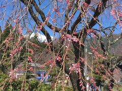 　光前寺の枝垂桜は、まだまだのようです。
　