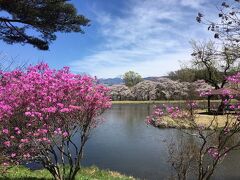 　馬見塚公園のツツジです。あまり多くありませんが、桜とツツジが同時に楽しめます。