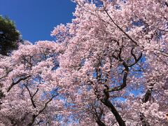 　高遠城跡公園のふもとの駐車場に車を止めて、歩いて登りました。
　桜はちょうど満開でした。