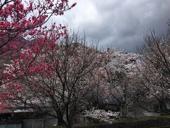 　花桃が咲く時期には早すぎると思っていましたが、昼神温泉の駐車場の周りは良く咲いていました。